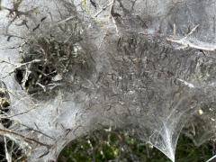 Baby caterpillars!